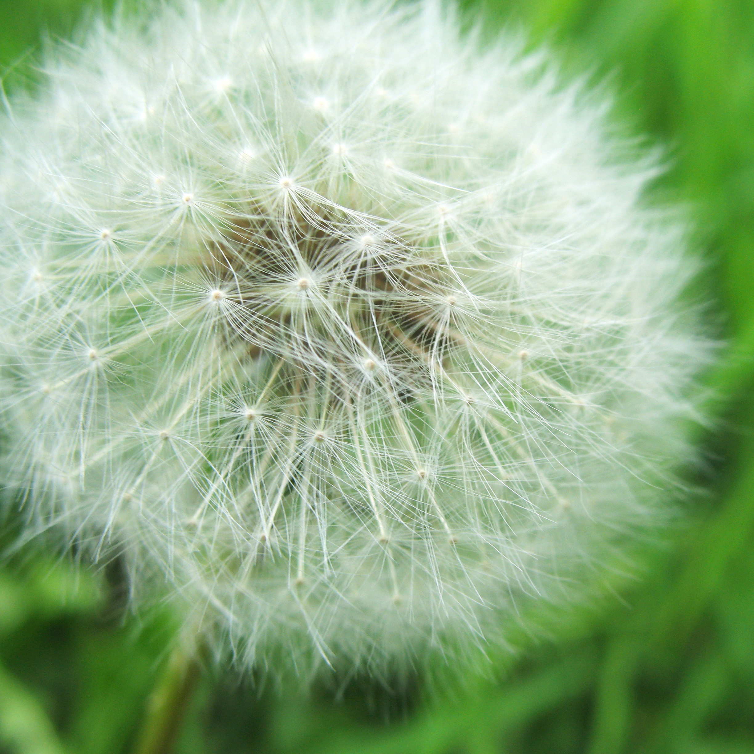 white dandelion