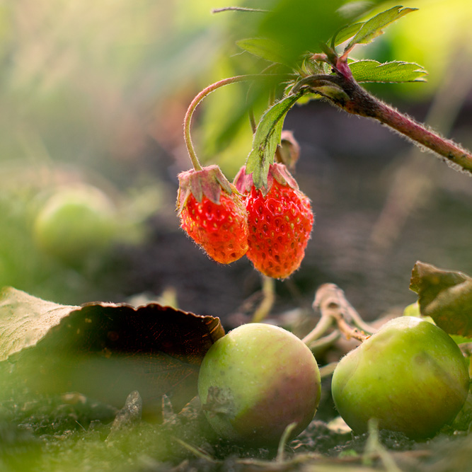 berries growing in a garden